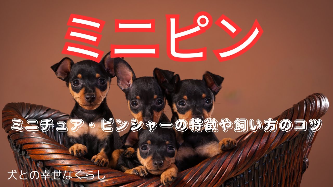 初めてでも安心！ミニチュア・ピンシャーの特徴や注意点、飼い方のコツ