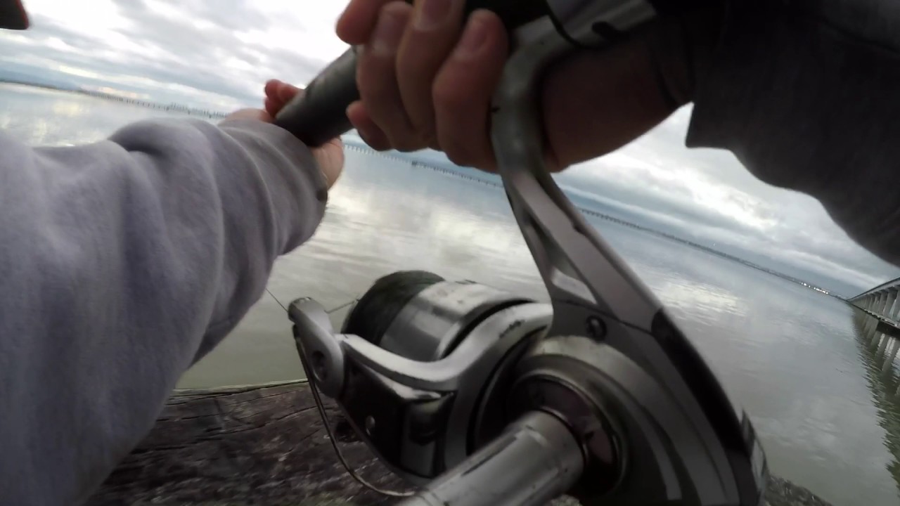 Dumbarton Pier Fishing(2016)GoPro3ft 3in Leopard Shark caught YouTube