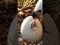 Bald Eagle Egg Hatching Timelapse — 35 Days in 28 Sec