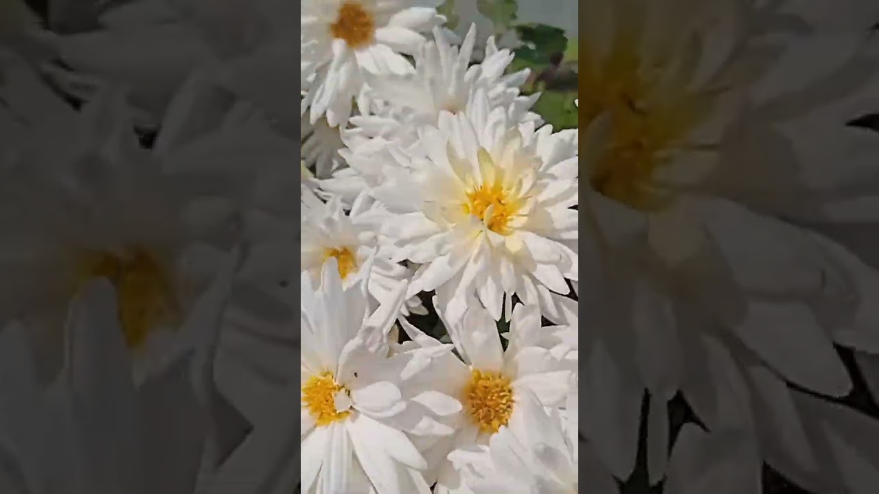 Hello January, Welcome my Channel ♥️🌹🪔😊🌟🤞