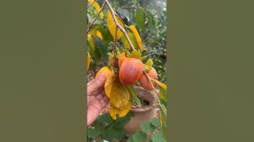 Saijo Asian Persimmon Astringent October 2025
