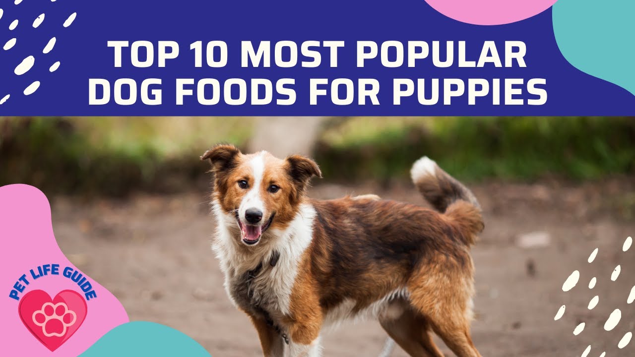 Top 10 Most Popular Dog Foods For Puppies YouTube