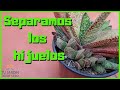 ✅ Cómo separar HIJUELOS de suculentas [Hijuelos de Cactus y Gasterias]🌵