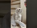 猫パンチ！#catvideos #cat #猫 #猫のいる暮らし #猫動画 #ちゃちゃまる