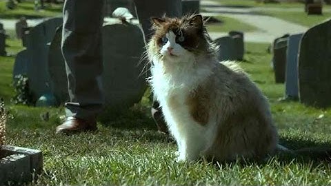 美人猫、ひとりぼっち頑固じいさんに寄り添う／映画『幸せなひとりぼっち』本編映像