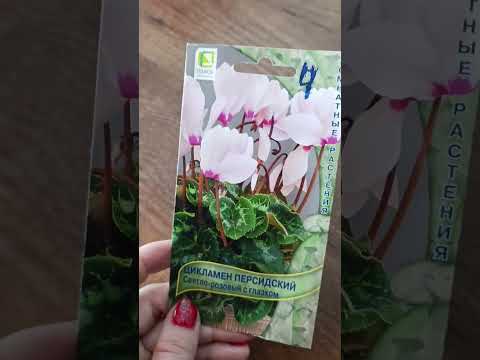 Video: Cyclamen Plants Siemenet - Tuottavatko syklaamikasvit siemeniä