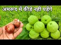 अमरूद के पौधे में यह चीज डाल दें कोई कीड़ा नहीं पड़ेगा || Home Remedy For Guava Plant