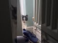 Felix is Camera shy #funnycats #cat #cats #gatos #gato