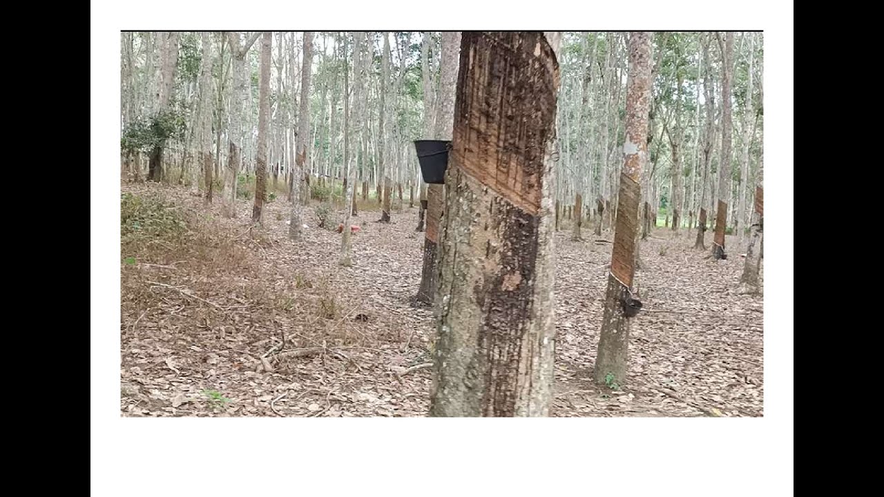 [马来西亚】马来西亚乡村早上好。看看割树胶的过程。 - YouTube