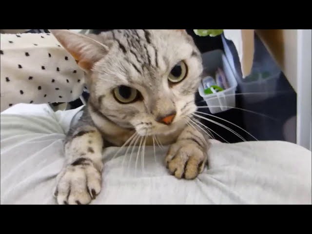 猫ちゃん Amazon.co.jp: トレンドマスター なでなでねこちゃんEX