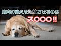 【犬の筋力低下】ストレスに関係があるかもしれません