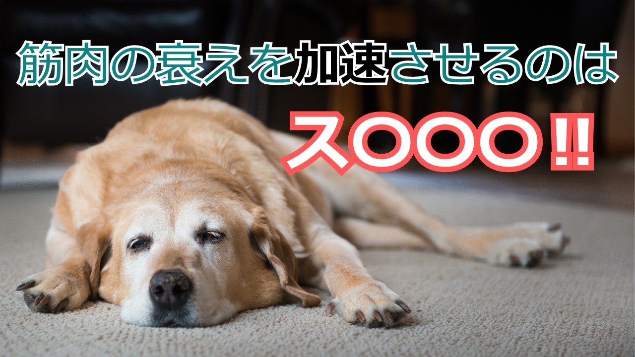 【犬の筋力低下】ストレスに関係があるかもしれません