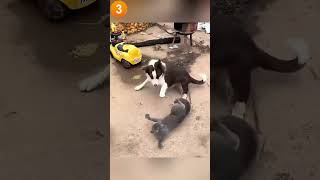 Cats vs Dogs Cats vs Dogs