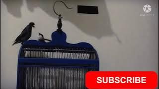 pertarungan jalak kebo versus kutilang