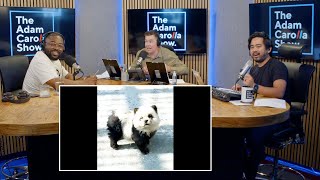 RFK Jr. Deposition Says Worm Ate Part of His Brain + Chinese Zoo Passes off Dogs as Pandas