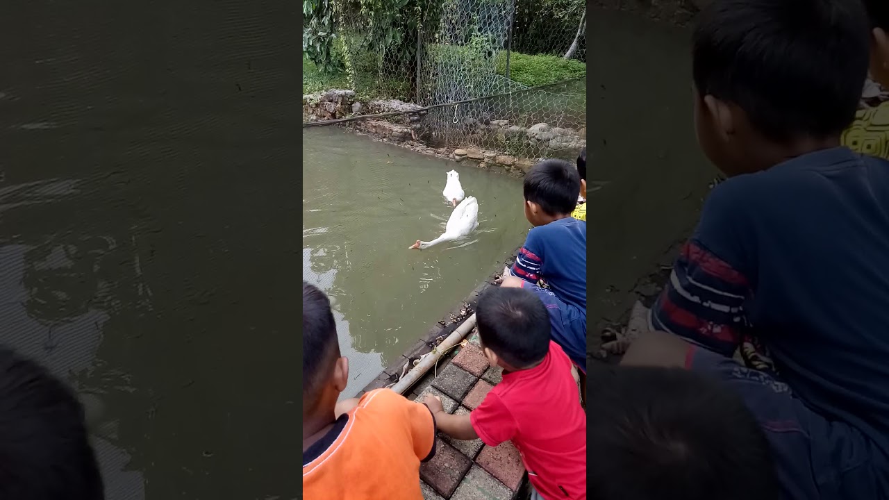 Wisata ke nursery.. - YouTube