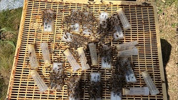 Virgin queen question I  should have previously answered!!🙏