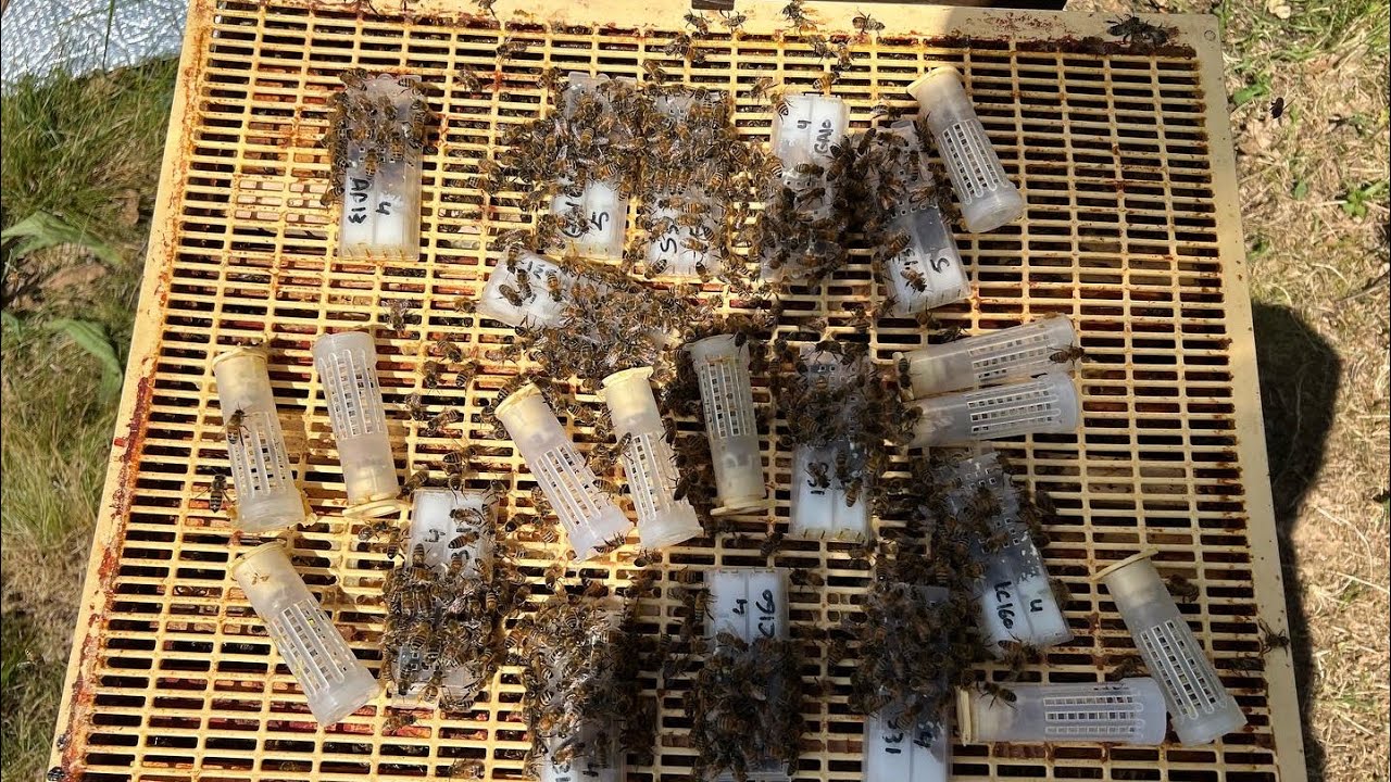 Virgin queen question I  should have previously answered!!🙏