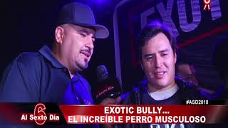 Exotic Bully, el dócil perro musculoso