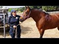 Rescue Mission Continues For Hundreds Of Animals Saved From Julian Sanctuary