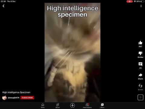 Ask me if you're a high or low intelligence specimen