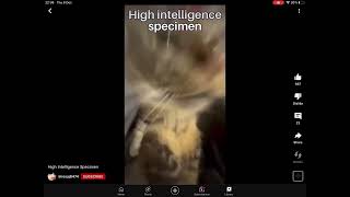 Ask me if you're a high or low intelligence specimen