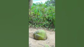 Deep Hole Quail Bird Trap / New Creative Quail Bird Trap /#Shorts