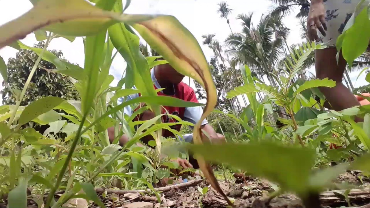 Vida Toos Nain iha Tempu Udan (Marobo Bobonaro) - YouTube