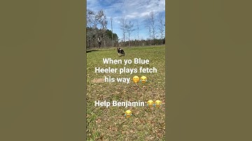 Blue Heeler Ben playing fetch 🫢😂