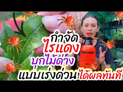 วีดีโอ: บลูเบอร์รี่ Pest Control: วิธีกำจัดแมลงบนบลูเบอร์รี่พุ่มไม้