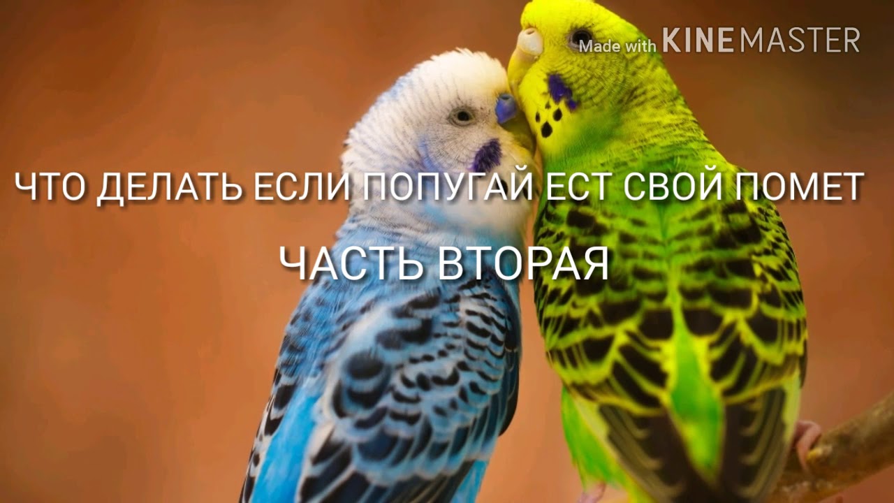 😆ЧТО ДЕЛАТЬ ЕСЛИ ПОПУГАЙ ЕСТ СВОЙ ЖЕ ПОМЕТ?ЧАСТЬ ВТОРАЯ!😆|Гоша Гороша