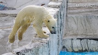 閉園間際まで遊びまくるこぐま~Polar Bear cub is enjoying