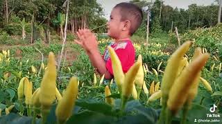 Cuma Anak Petani