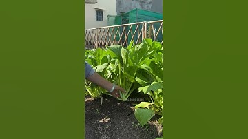Cải ngọt Rạng Đông trồng tại nhà nè #hatgiongrangdong #mauvuon #rangdongseeds