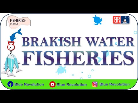 Brackishwater Fisheries | brackish water fish species | brackish water fish | Blue Revolution