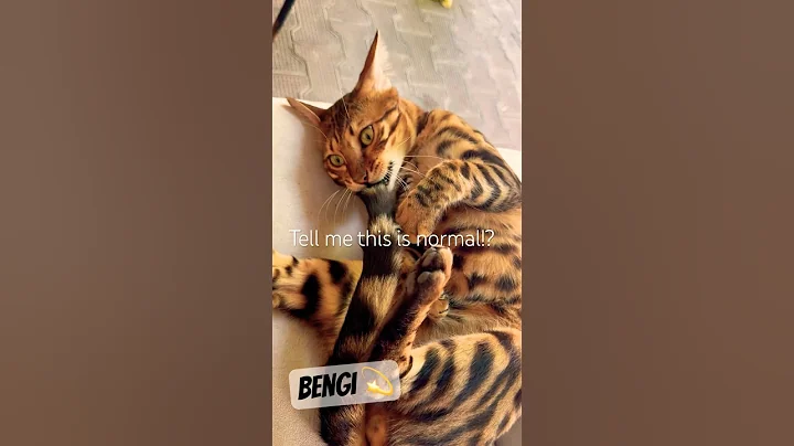 Watch the video about Bengal cat chewing on his own tail?! Look at me in the eyes and tell me this is normal 😹#bengalcat