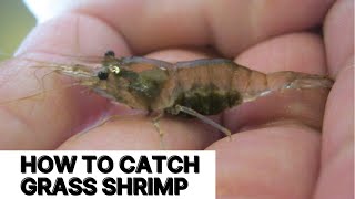 How to Catch Grass Shrimp