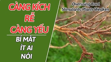 Lạm dụng thuốc kích rễ: Cây càng yếu thêm | Overusing Root Stimulants: Plants Weaken II NGHỀ NÔNG TV