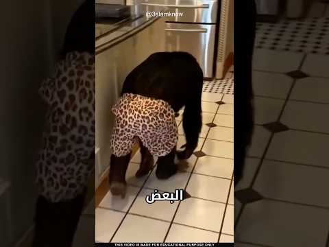 ما سر الشمبانزي