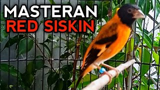 SUARA BURUNG RED SISKIN GACOR cocok untuk masteran