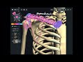 Important joint structure around scapula