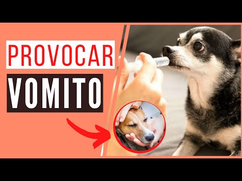 Vídeo: Como Fazer Seu Cachorro Vomitar