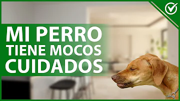 ¿A los perros les gustan los mocos?