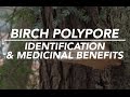 Birch Polypore — Mushroom Identification & Medicinal Benefits with Adam Haritan