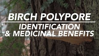Birch Polypore - Mushroom Identification & Medicinal Benefits with Adam Haritan