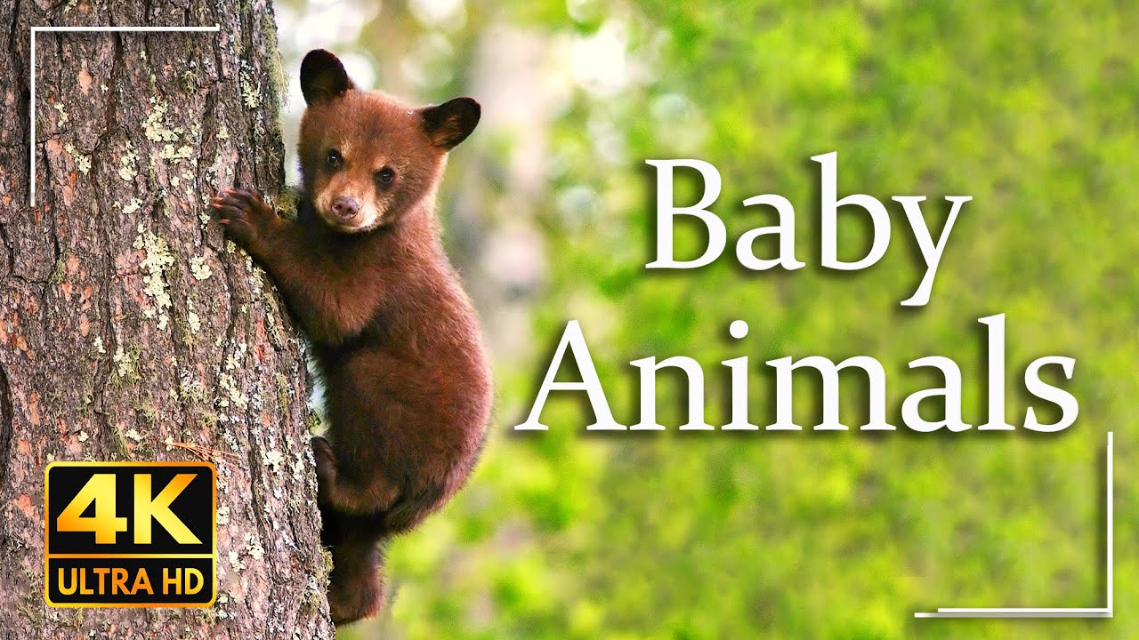 Cute Baby Animals 4K Video Ultra HD | Wildlife 4K UHD | Cinematic Video