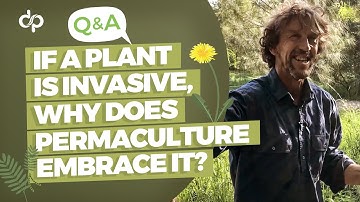 If a Plant is Invasive, Why Does Permaculture Embrace it?