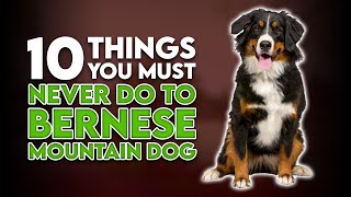 10 Things You Must Never Do to Your Bernese Mountain Dog