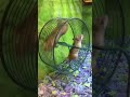 You spin me right round😂#electronicmusic #newmusic #hamster #fail #shorts 📹 : lil_kawaii_dino_nug