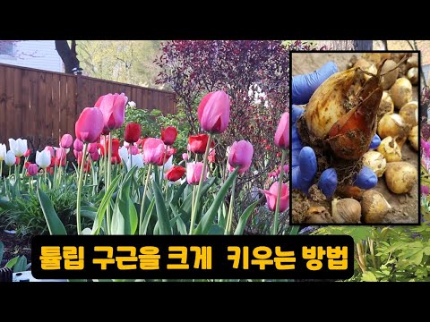 튤립 구근을 크게 키우는 방법/  튤립이 지고 난 후 관리하는 방법./  비료주는 시기/ 구근 보관하는 방법